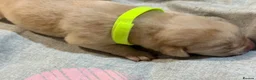 Labrador Retriever dogs for sale: Labrador puppies for sale  - Advert 31