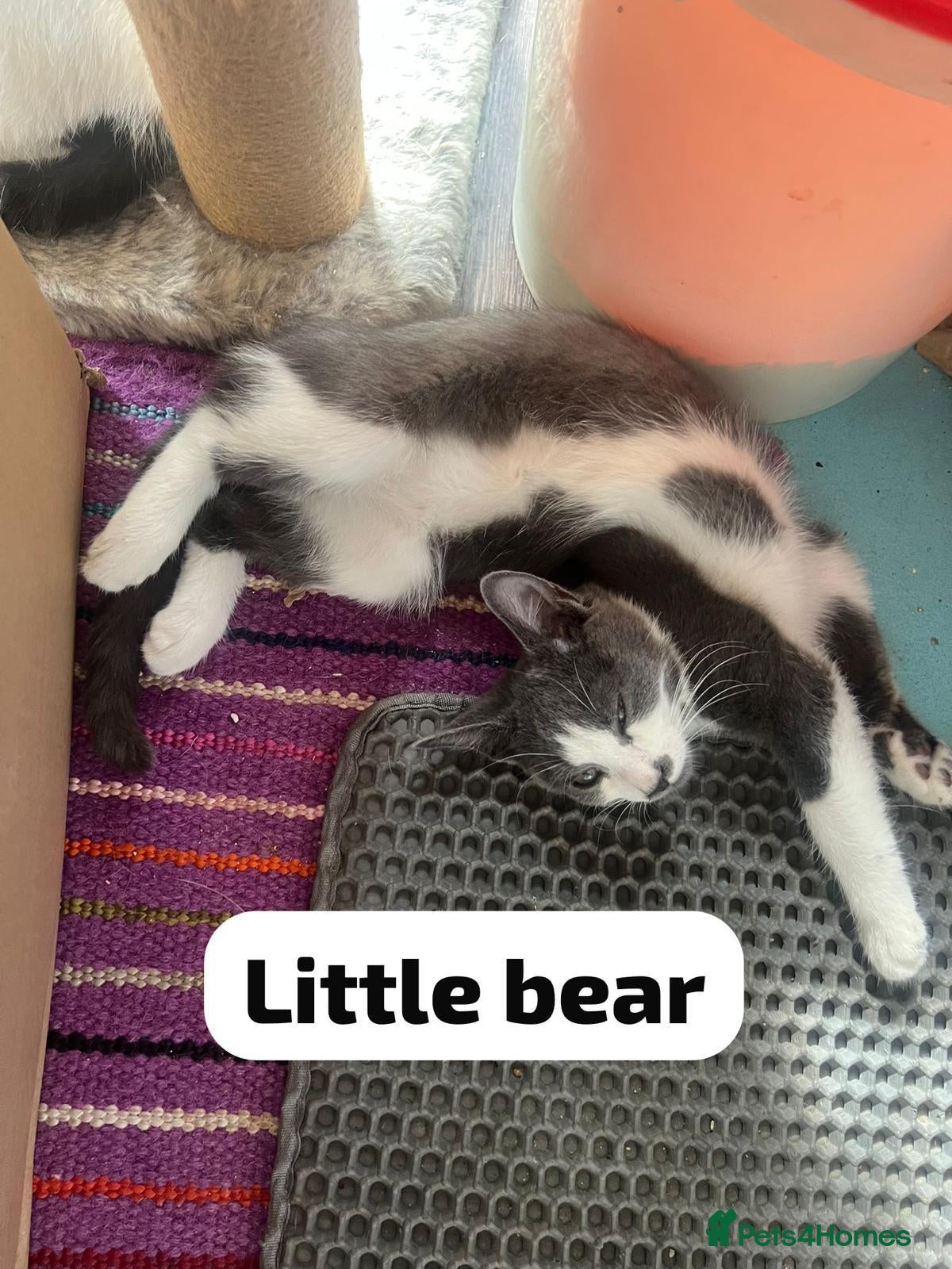 Mixed Breed cats Little Bear is a cutie boy looking for a home - Advert 6