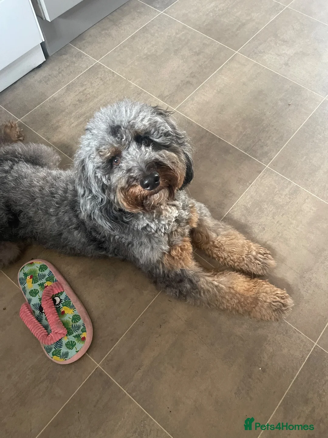 Cockapoo dogs for sale: Boy cockapoo  - Advert 2