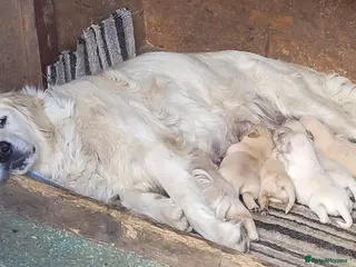 Golden Retriever dogs Beautiful Golden retriever puppies - Advert 3