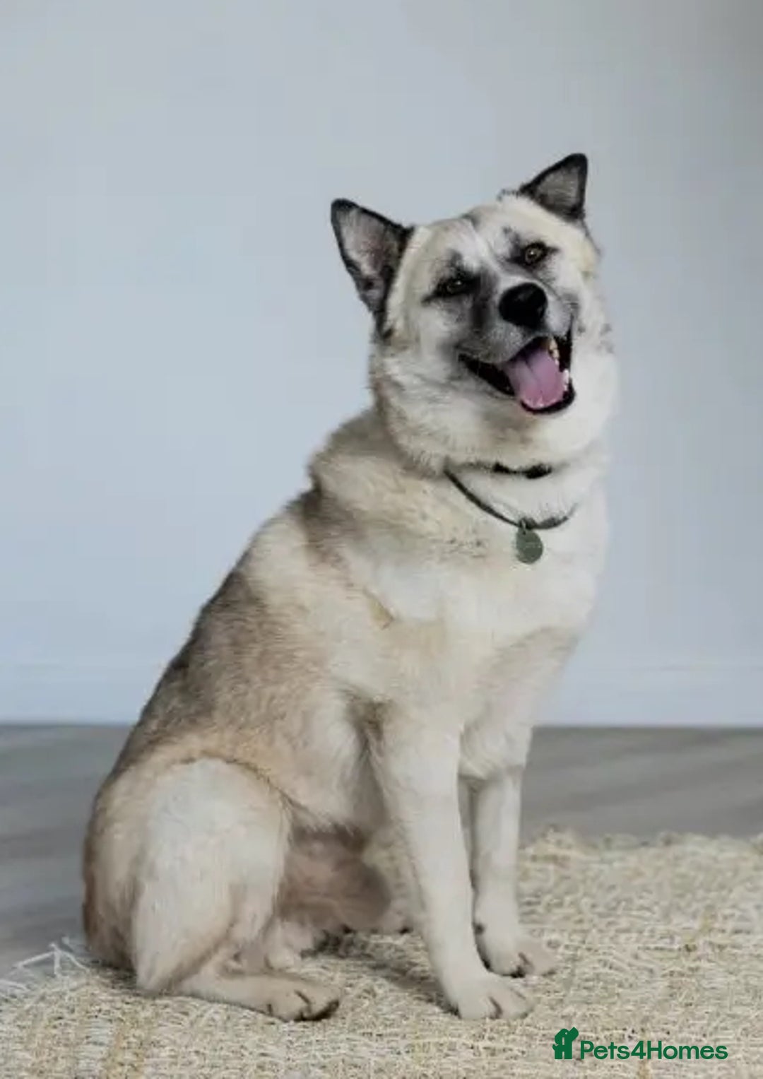 Shepsky dogs for sale: 🏡 ADOPT BINGO HUSKY X ✨ MAKE A MIRACLE HAPPEN - Advert 5