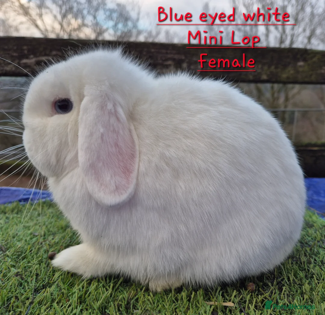 Mini Lop rabbits for sale: Various Mini Lop  - Advert 2