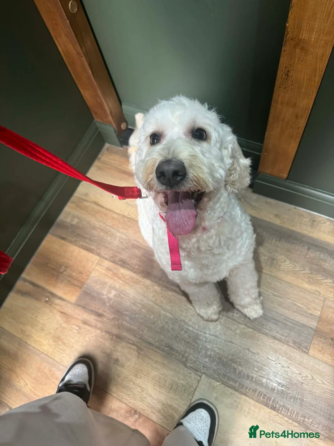 Mini Goldendoodle dogs for sale: 5* home wanted - Advert 2