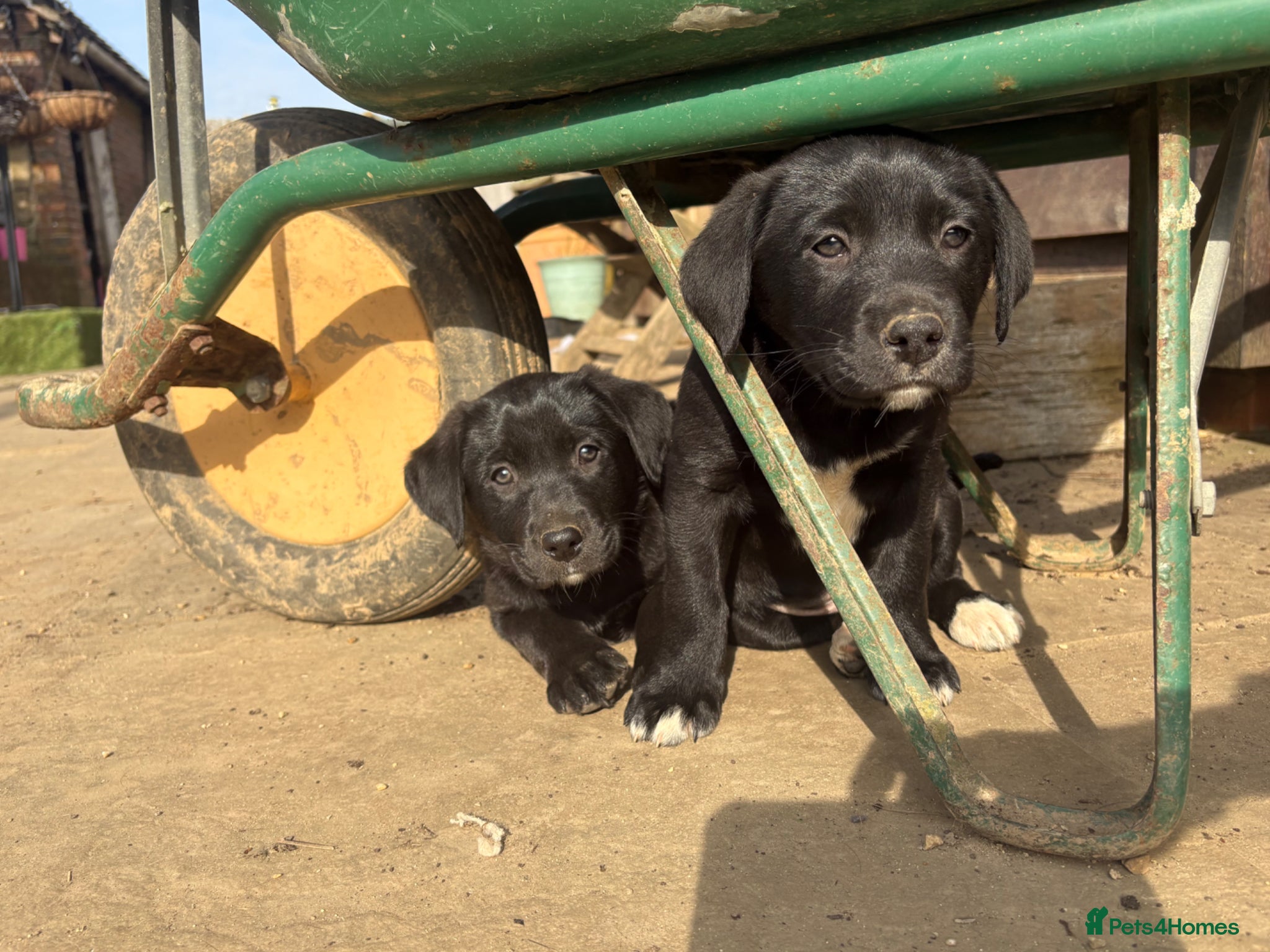 Borador dogs Borodor puppies perfect family dogs  - Advert 2