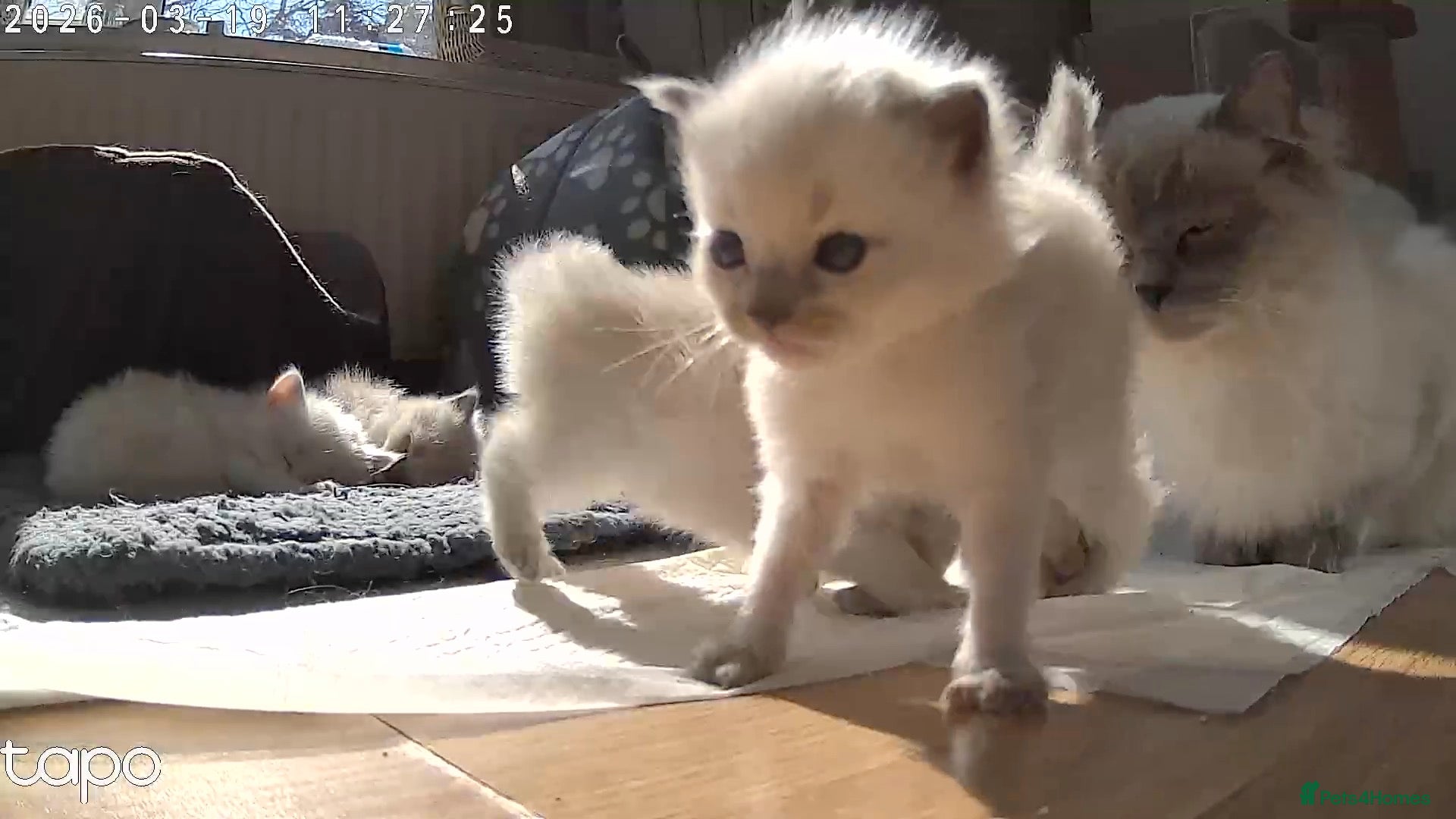 Ragdoll cats 6 ragdoll kittens - Advert 9