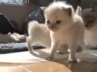 Ragdoll cats 6 ragdoll kittens - Advert 9