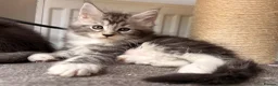 Maine Coon cats for sale: 🐾Beautiful Maine Coon Kittens 🐾 - Advert 10