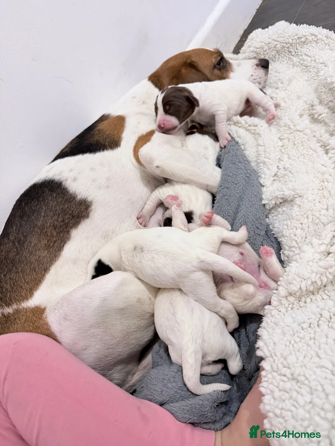 Mixed Breed dogs for sale: Spreagle  in Launceston - Advert 6