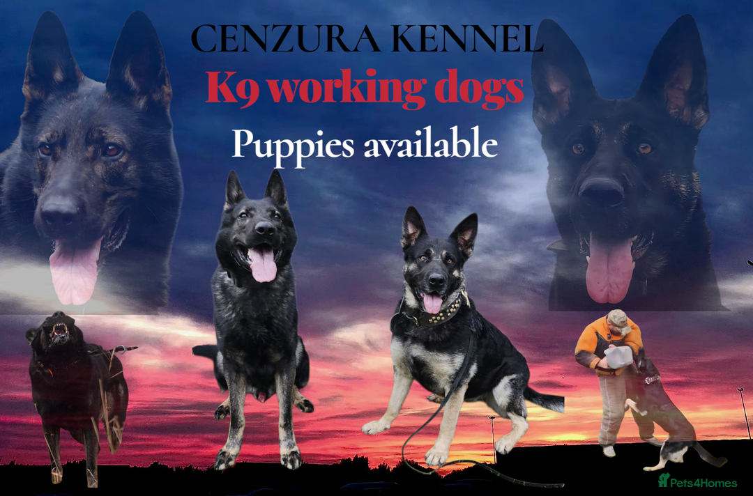 German Shepherd dogs for sale: KC reg GSD puppies  - Image 8