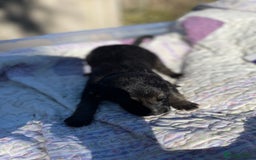 German Shepherd dogs for sale: German Shepherd pups - Image 16