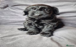 Cockapoo dogs for sale: F1b Cockapoo - ready this weekend - Image 37