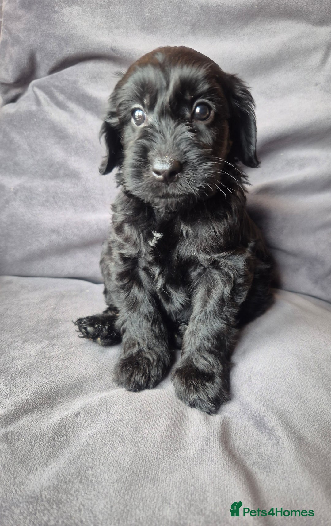 Cockapoo dogs for sale: F1b Cockapoo - ready this weekend - Image 37