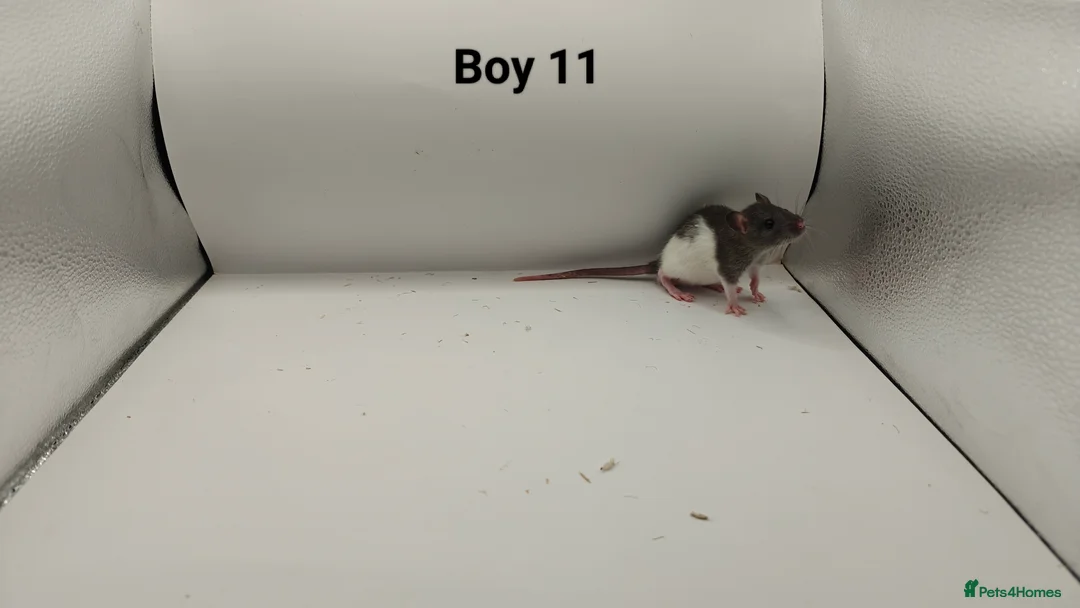 Rat rodents for sale: FEB: 20 Rats (13 Rats: 7 Boys & 6 Girls Left) - Advert 12