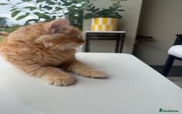 Mixed Breed cats for sale:  Ginger Kitten for sale - Image 2