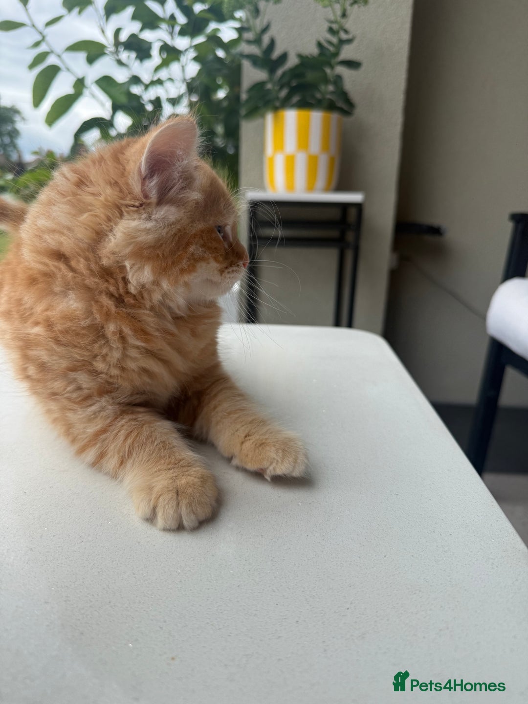 Mixed Breed cats for sale:  Ginger Kitten for sale - Image 2