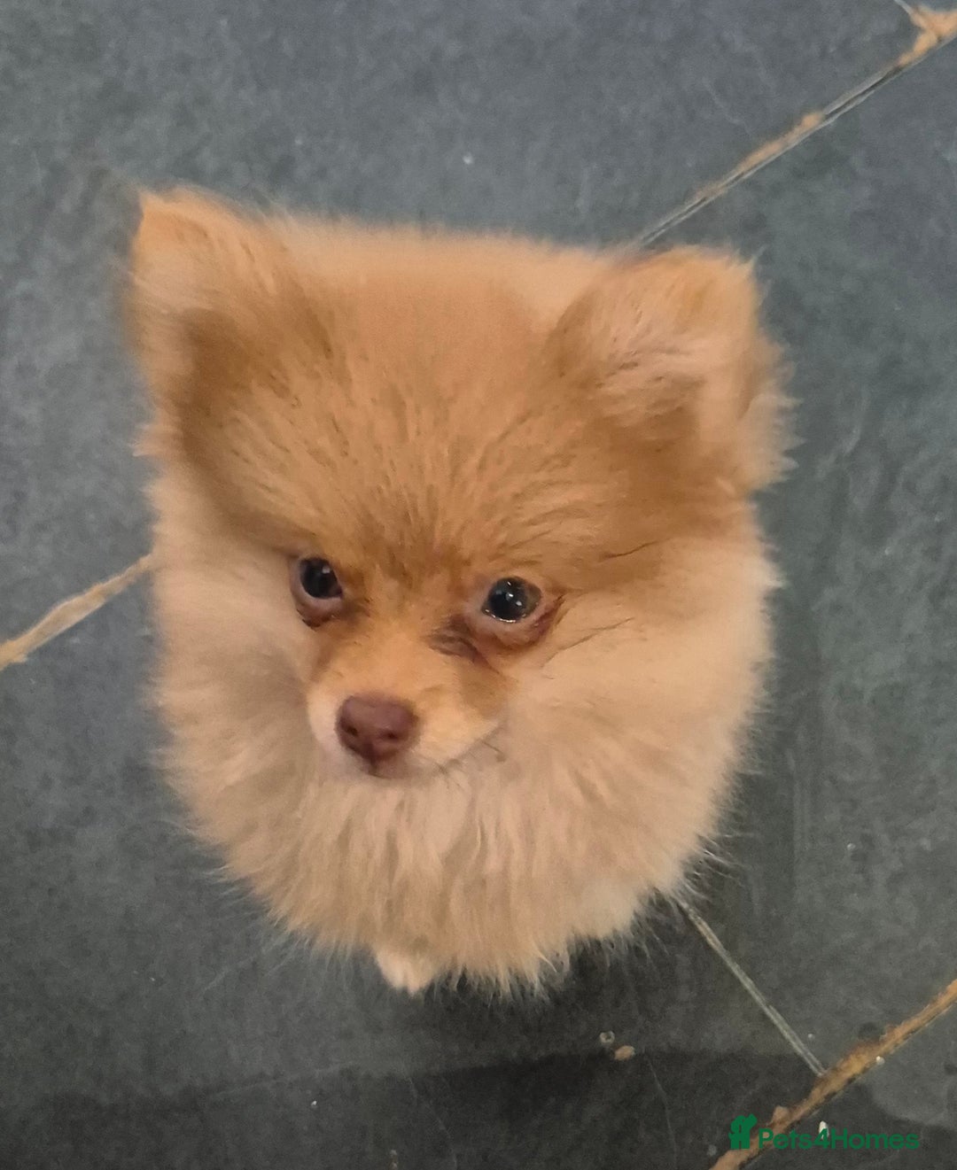 Pomeranian dogs for sale: Pomeranian,  from fully health tested parents  - Image 16
