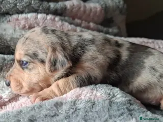 Jack Russell dogs Striking Jack Russell pups - Advert 3