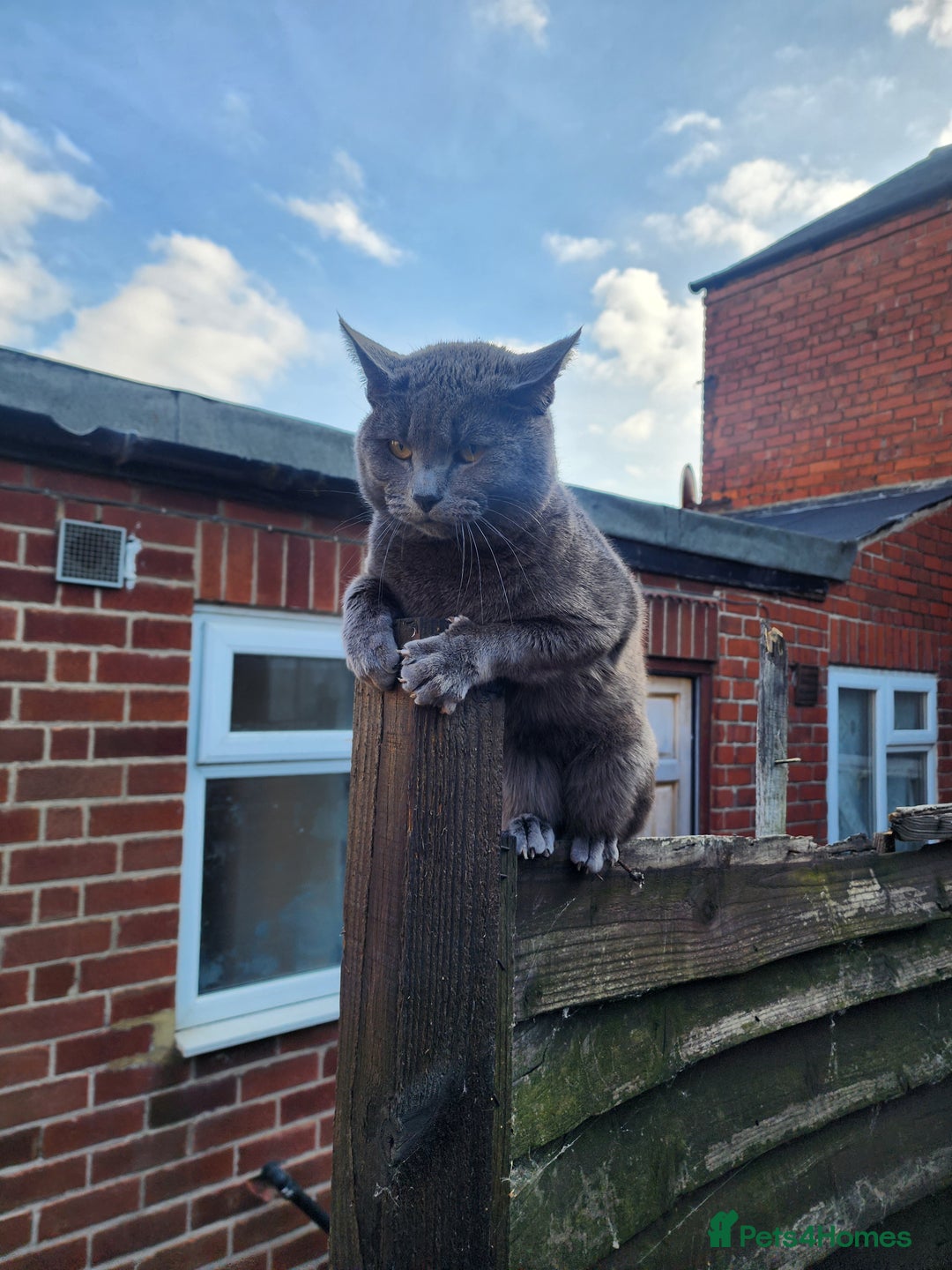 Mixed Breed cats for sale: British Shorthair mixed - Image 8