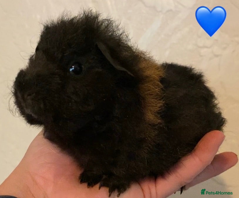 Guinea Pig rodents Gorgeous baby Guinea pigs - Advert 11