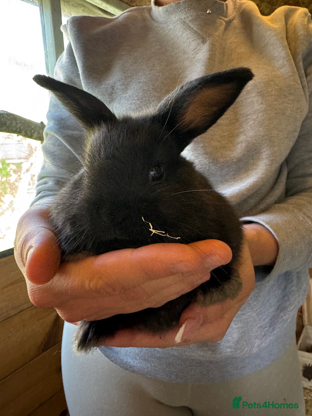 Mini Lop rabbits for sale: Mini lops - Image 4