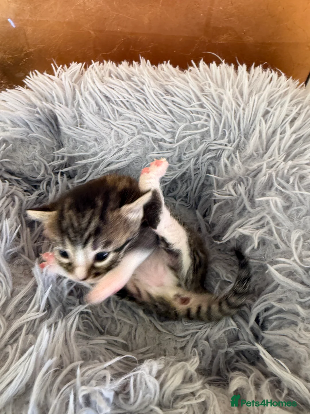 Bengal cats for sale: Beautiful half Bengal kittens - Advert 29