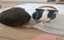 Guinea Pig rodents for sale:  2 Playful Male Guinea Pigs (4 Months)  - Image 15
