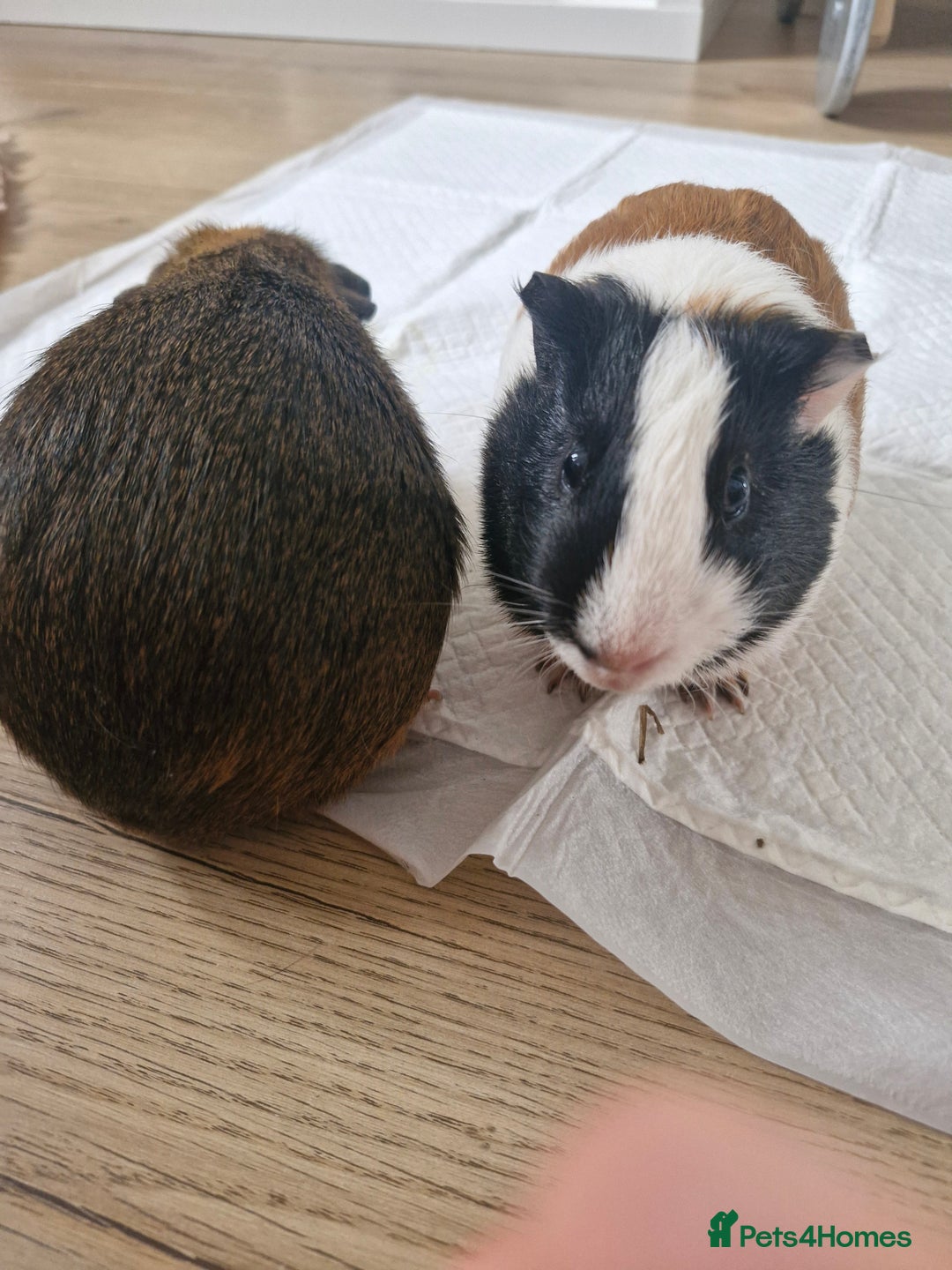 Guinea Pig rodents for sale:  2 Playful Male Guinea Pigs (4 Months)  - Image 15