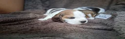 Beagle dogs for sale: Champion Tri-Color Beagles pups! in Doncaster - Advert 16