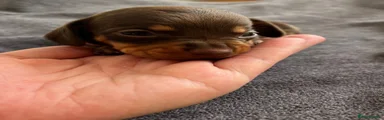 Miniature Dachshund Puppy 8