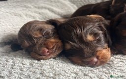 Cocker Spaniel dogs for sale: Extensively Health tested/KC REG Cocker Puppies - Image 7