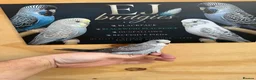 Budgerigars birds for sale: Budgies recessive and Blackwing split blackface  in Middlesbrough - Advert 4