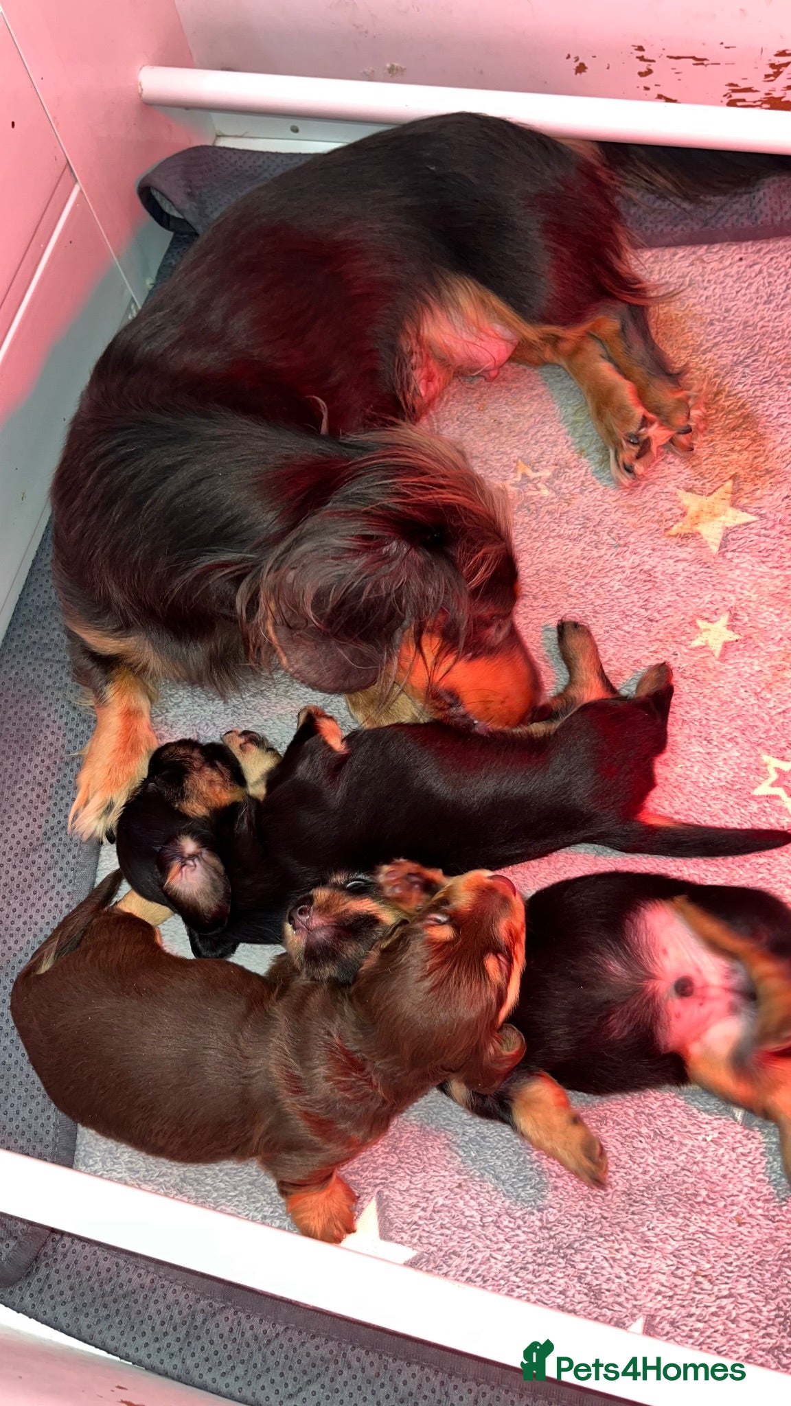 Miniature Dachshund dogs Last Male left - Miniature Dachshund Puppies - Advert 1