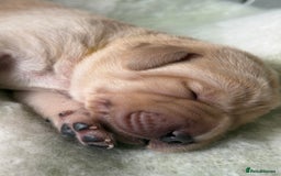 Labrador Retriever dogs for sale: Labrador pups service quality assured - Image 16