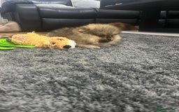 Pomeranian dogs for sale: 🔥Very Tiny(450gr)🧸Top Quality 💎 - Advert 12