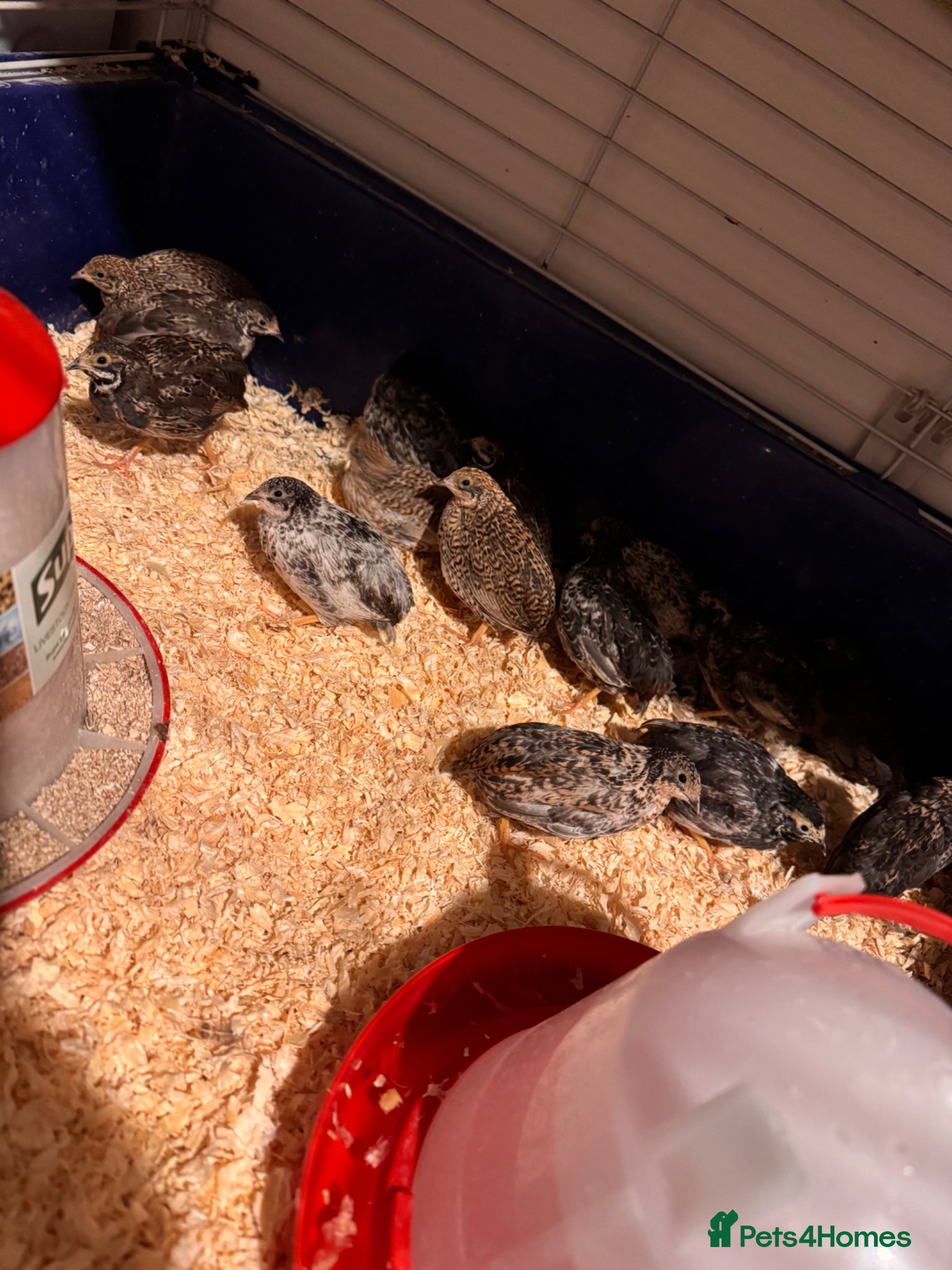 Quail poultry Button quail  - Advert 1