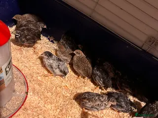 Quail poultry Button quail - Advert 1