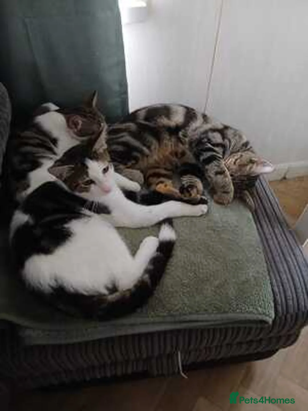 Mixed Breed cats for sale: 2 five month old males  - Advert 2