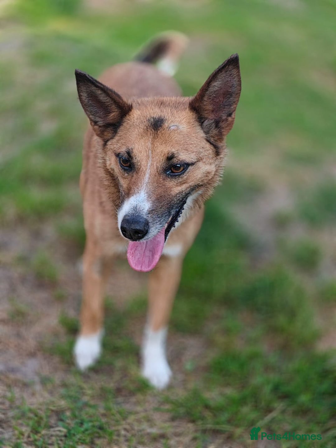 Mixed Breed dogs for adoption: 💖🐶 CLEO 🐶💖 - Image 11
