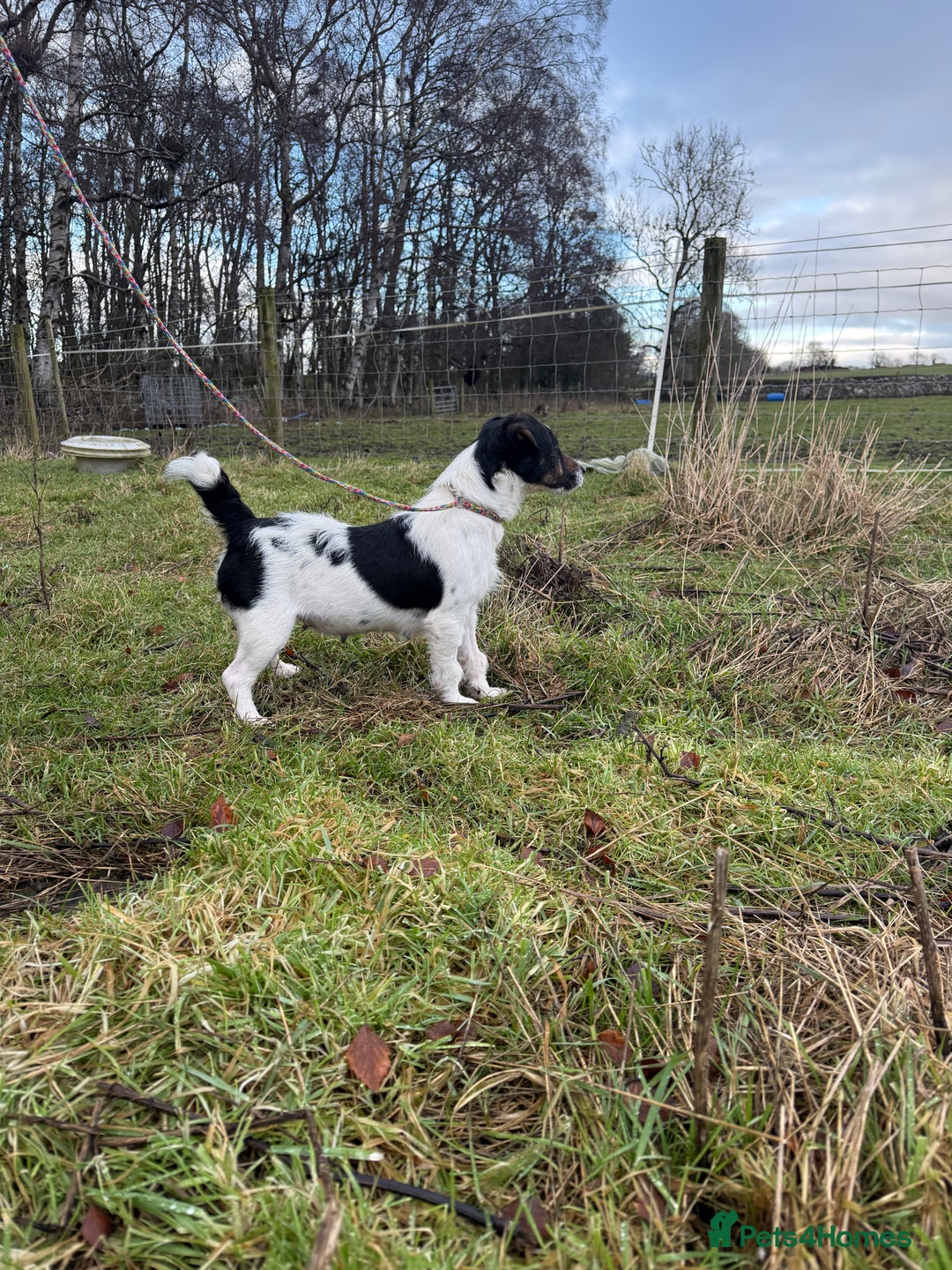 Jack Russell dogs for sale: Tri Jack Russell Girl - Advert 4