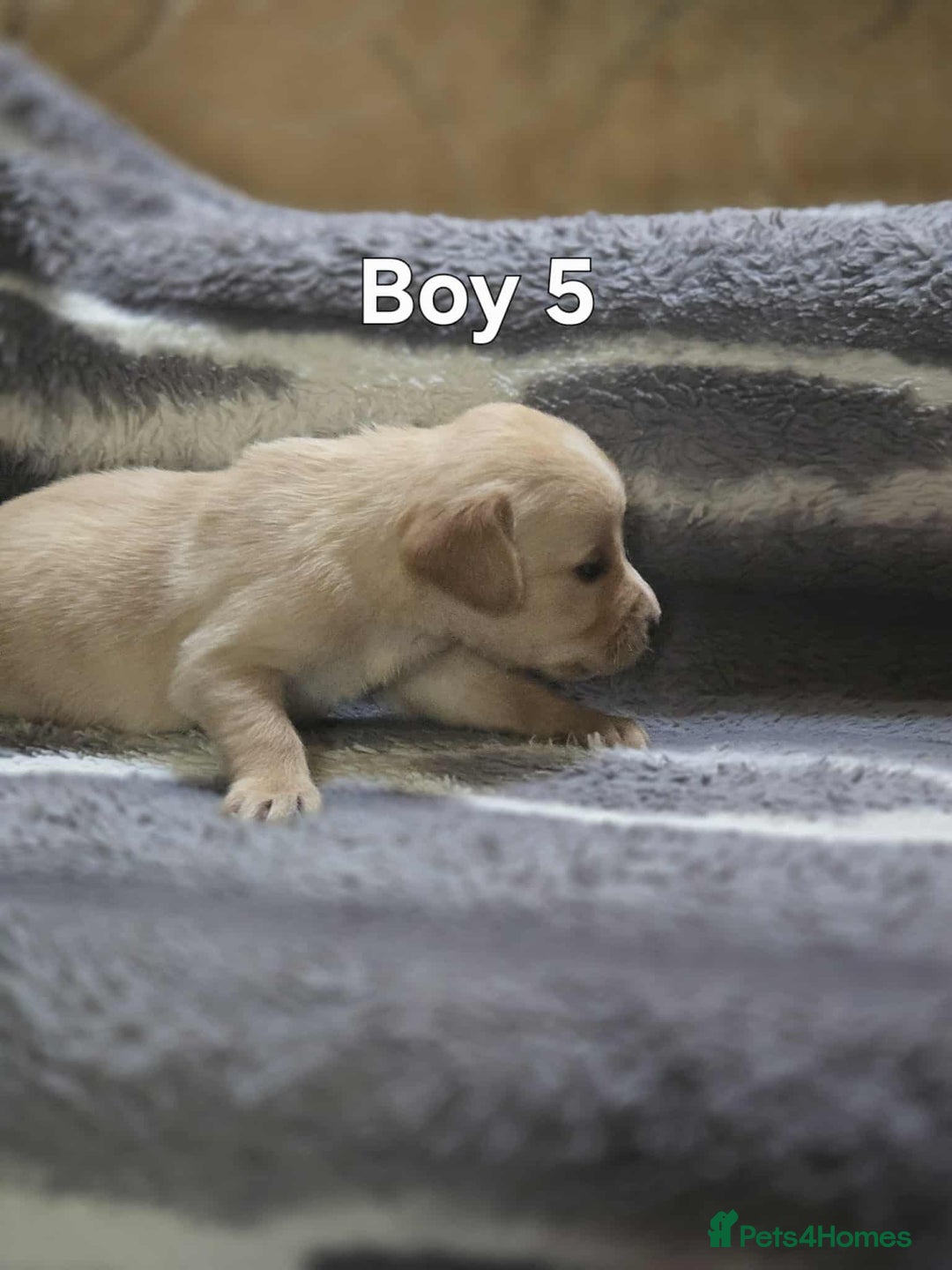 Labrador Retriever dogs for sale: Beautiful golden Labrador puppies  - Image 9