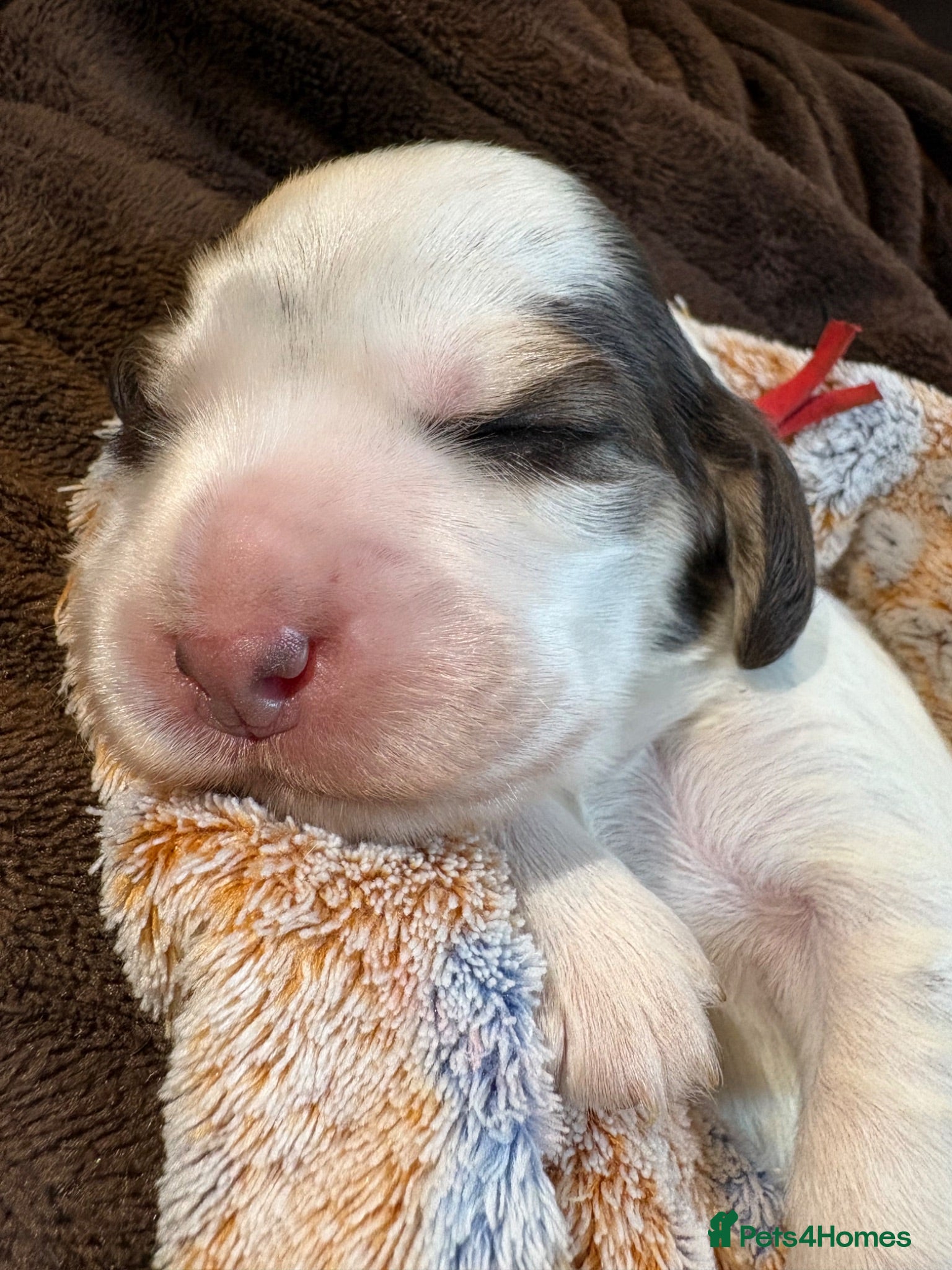 Cocker Spaniel dogs Quality KC babies - extensive health tests clear - Advert 2