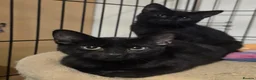Domestic Shorthair cats for adoption: Lydia & Stiles - Adopt Cats in Crisis East London - Advert 1