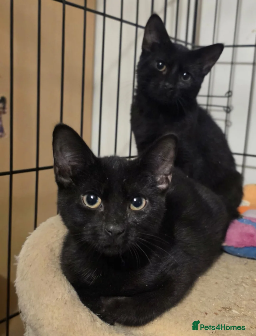 Domestic Shorthair cats for adoption: Lydia & Stiles - Adopt Cats in Crisis East London - Advert 1