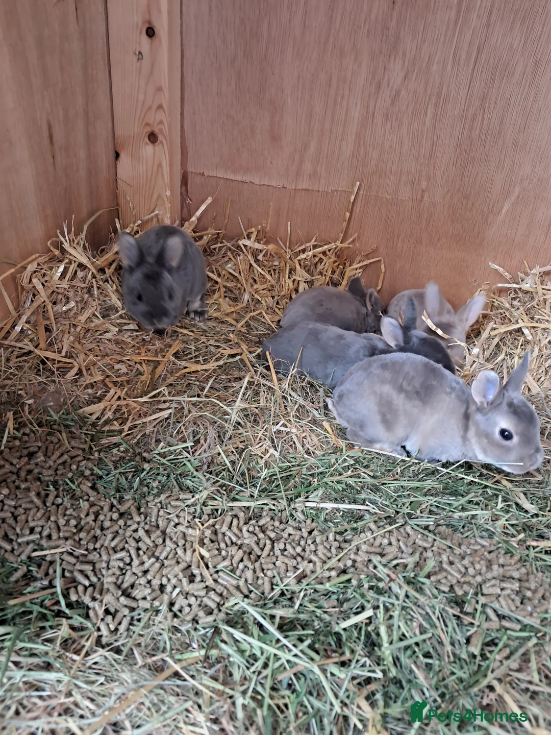Rex rabbits for sale: Pure breed mini rex - Advert 15
