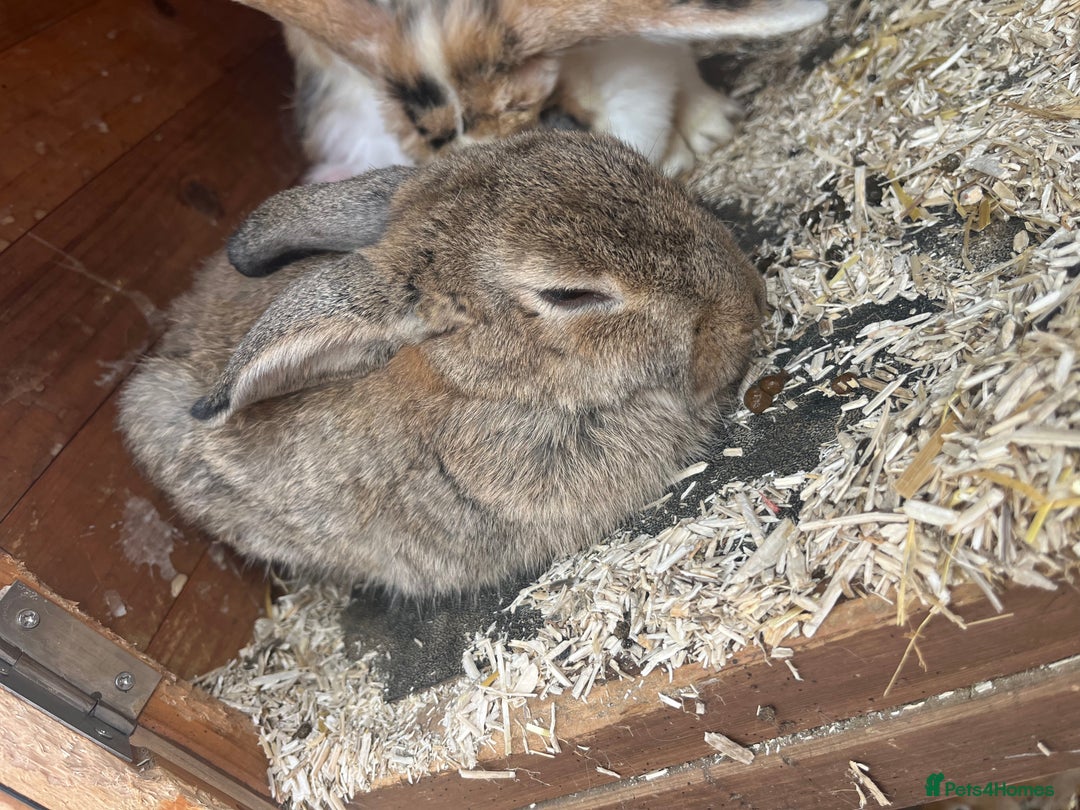 Mixed Breed rabbits for sale: Baby bunnies  - Image 4