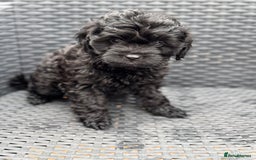 Cavapoo dogs for sale: 🔥 1 left Ready to go cavapoo puppy’s🔥 - Image 5