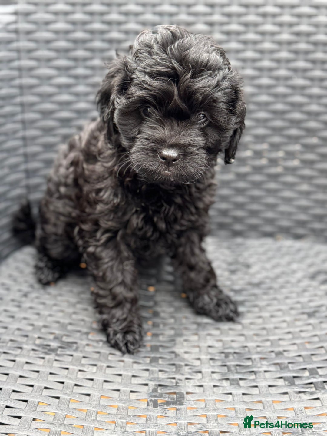 Cavapoo dogs for sale: 🔥 1 left Ready to go cavapoo puppy’s🔥 - Image 5