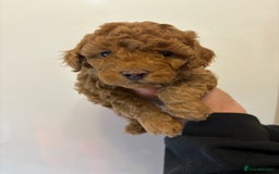 Toy Poodle dogs for sale: 🤩 4 stunning toy poodles 🤩 - Image 10