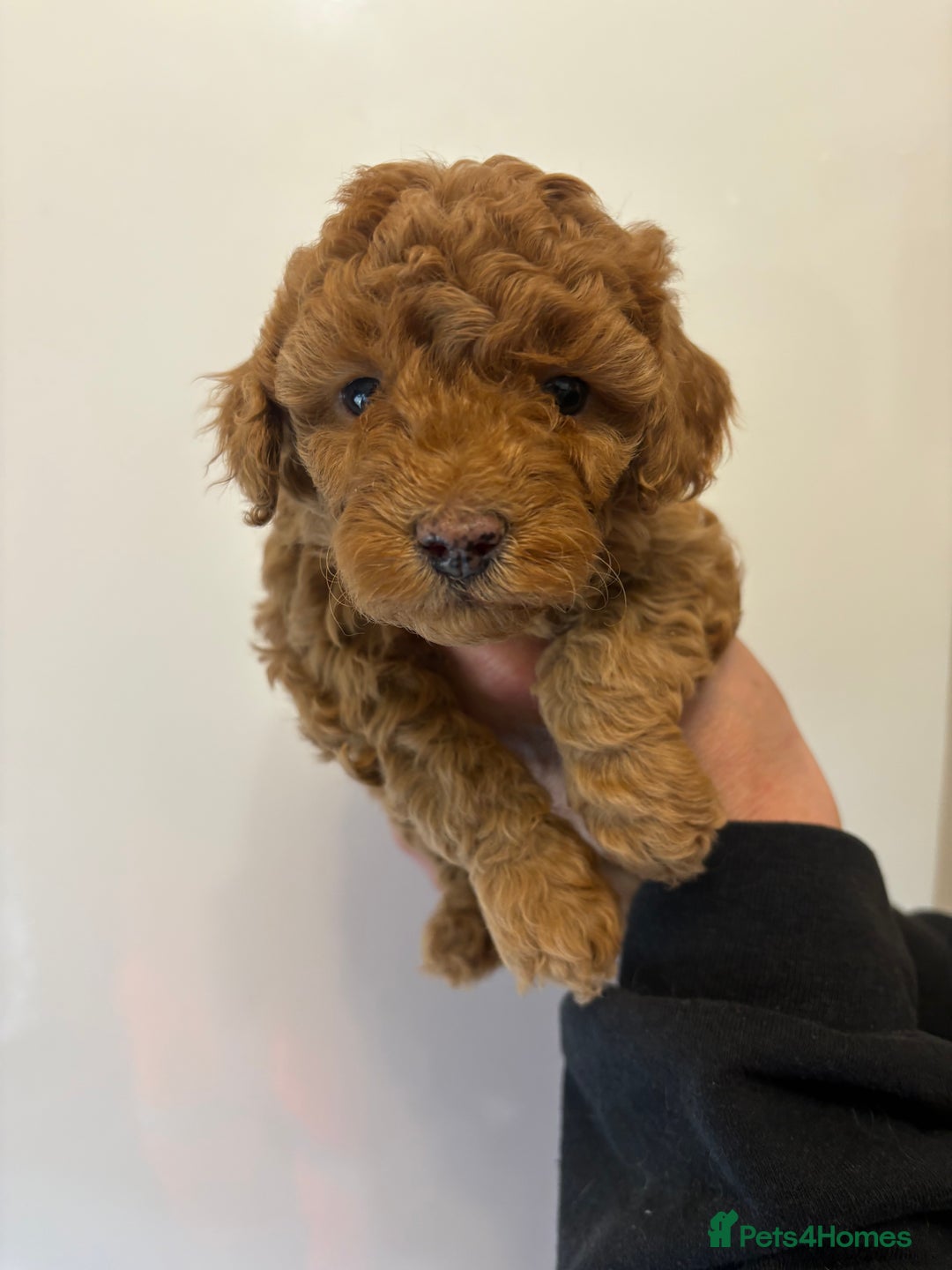 Toy Poodle dogs for sale: 🤩 4 stunning toy poodles 🤩 - Image 10