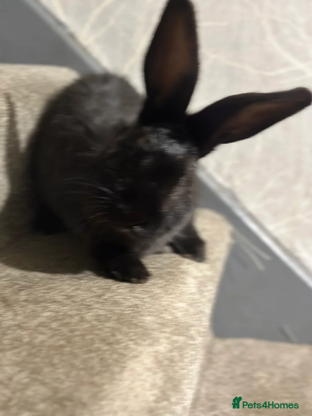 Continental Giant rabbits for sale: Continental giant kits  in Chester - Advert 7